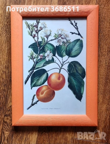 Винтидж принт на праскова в дървена рамка