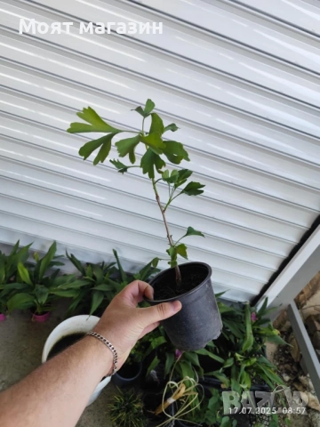 Гинко Билоба, снимка 4 - Градински цветя и растения - 53631956