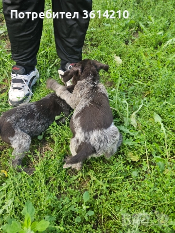 Продавам малки Дратхари от елитни родители, отлична работна линия. Кученцата са на 2 месеца, жизнени, снимка 4 - Дратхаар - 52509695