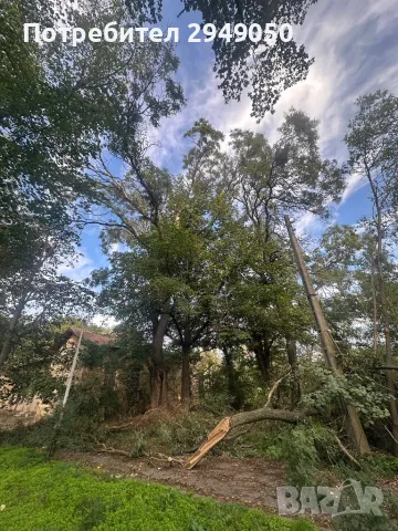 Премахване и кастрене на опасни дървета, снимка 13 - Други услуги - 49334998