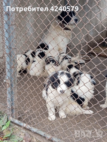 Каракачанки останаха мъжки кутрета, снимка 15 - Каракачанска овчарка - 52105803