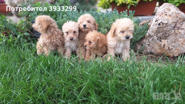 Пудел той пуделчета , снимка 6 - Пудели - 51947182