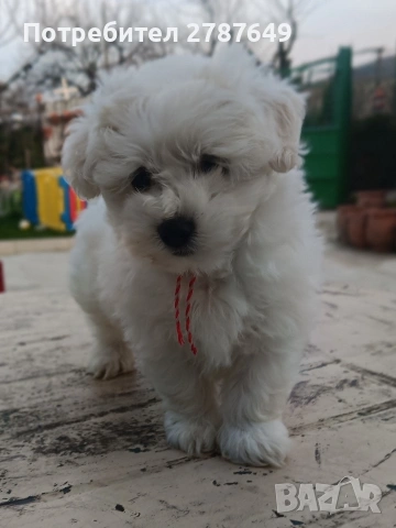 Малтипу , снимка 5 - Пудели - 53770172