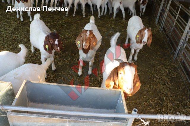 Хранилка за концентриран фураж (за овце), снимка 7 - За селскостопански - 34655335