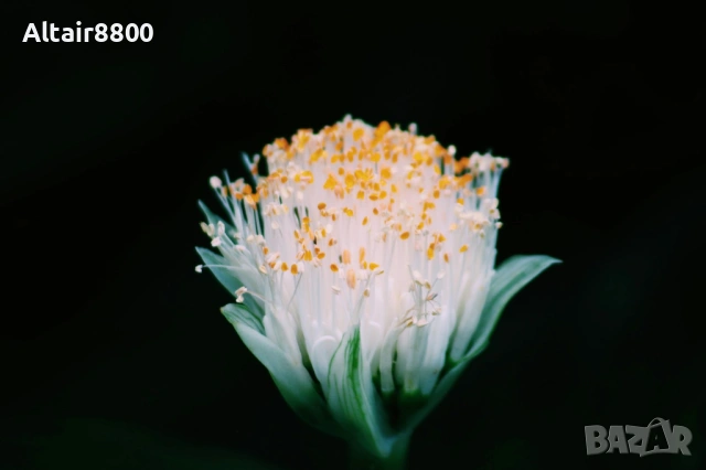 Sigma 70-300mm f/4.5-5.6 DG Macro обектив Канон, снимка 9 - Обективи и филтри - 53014456