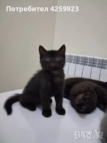     Чистокръвни британски котенца с шампионски произход 🖤, снимка 6 - Британска късокосместа - 56135812