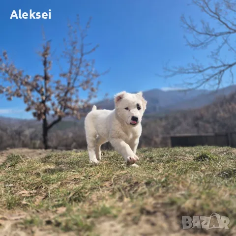 Средноазиатска овчарка–Алабай, снимка 12 - Средноазиатска овчарка - 48611649