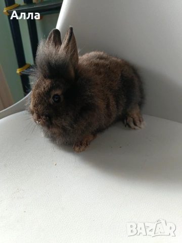 Декоративен заек , 2,5 месеца, снимка 2 - Декоративни зайчета - 53507625