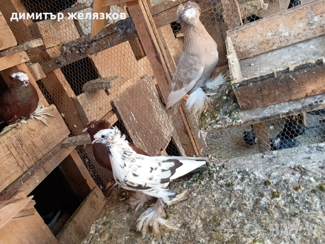 Гълъби демкежи, снимка 17 - Гълъби - 49071204