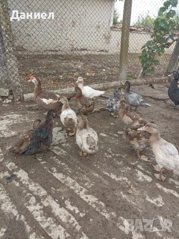 Мускусни патици(Неми), снимка 5 - Други животни - 51877410