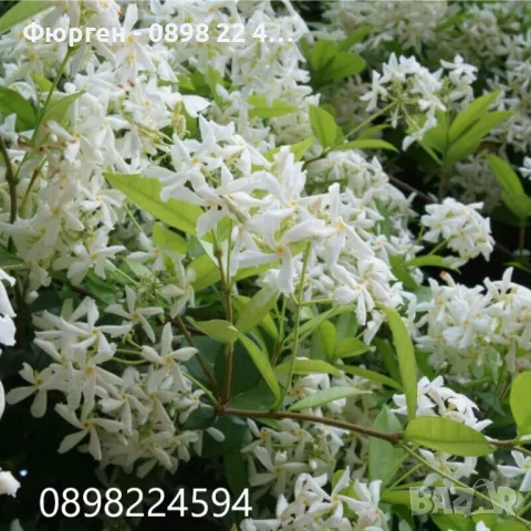 Жасмин вечно зелен Налични 4 вида