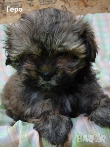 Ши пу, снимка 3 - Ши Тцу - 53678630