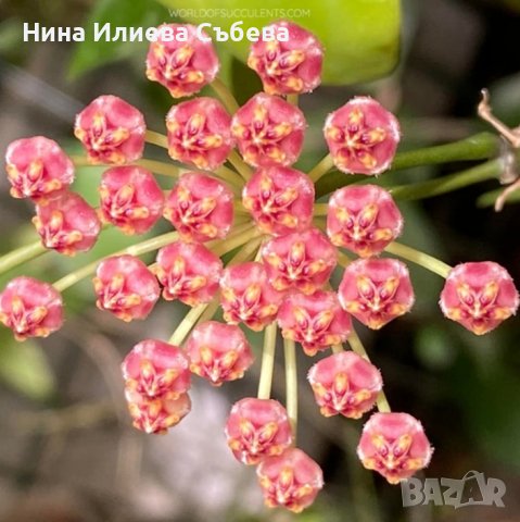 Восъчно цвете, хоя, различни видове и размери , снимка 18 - Градински цветя и растения - 38144193