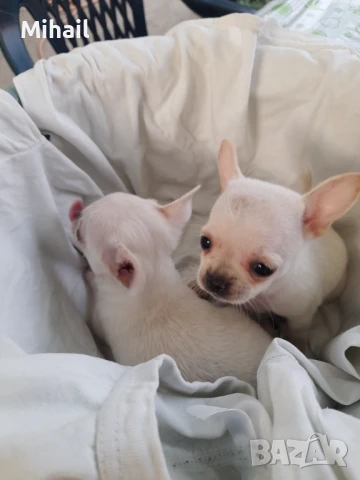 Продавам чихуахуа, снимка 11 - Чихуахуа - 51161252