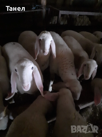 Овцеферма продава агнета, овце и кочове, снимка 3 - Овце - 52741561