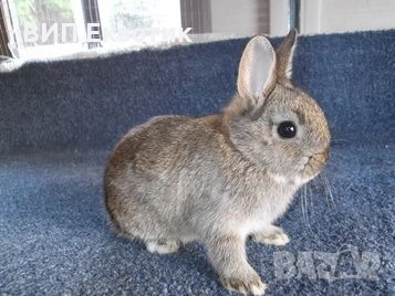 ПРОДАВА МИНИ ЗАЙЧЕТА