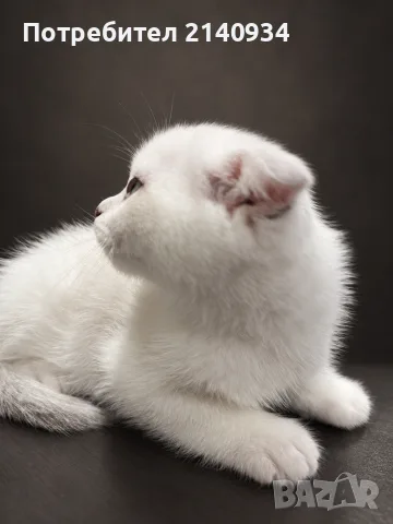 Синеоко шотландско клепоухо момче – Scottish Fold. Сръбрена чинчила, снимка 3 - Британска късокосместа - 56170491