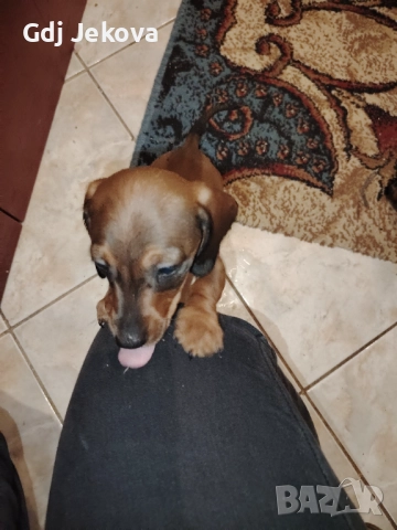 Дакелчета, снимка 2 - Дакели - 52487664