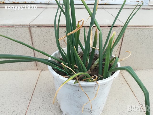 лук в саксия с пръст-за дома терасата 2102241331, снимка 6 - Стайни растения - 44399041