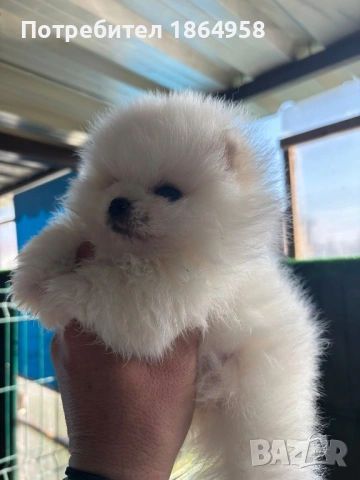 БЕБЕТА ПОМЕРАН Доставка, снимка 2 - Померан - 53846081