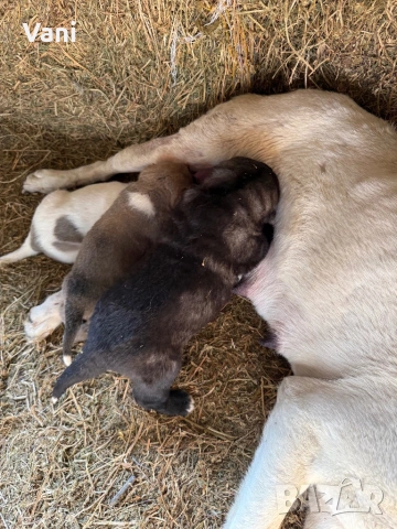 Алабай /САО  чистокръвни , снимка 2 - Кангал - 53735780