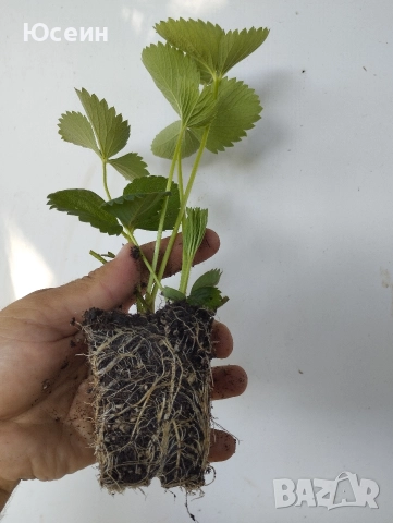 Ягоди сорт албион , снимка 8 - Разсади - 52900763