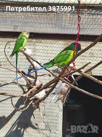 Продавам папагали, може и бартер