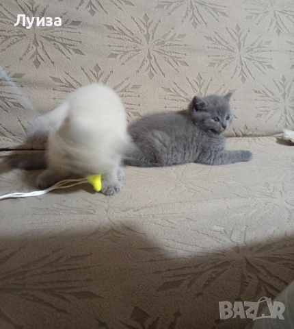 Продавам британки, снимка 3 - Британска късокосместа - 53459247