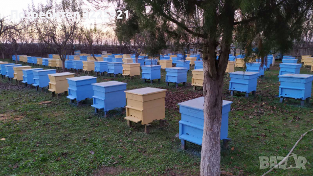 Боя за пчелни кошери, снимка 4 - За пчели - 35717197