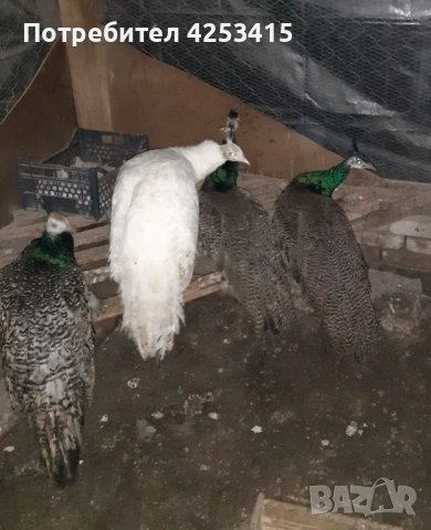 Продавам паунчета на 9 месеца , снимка 2 - други­ - 52271846