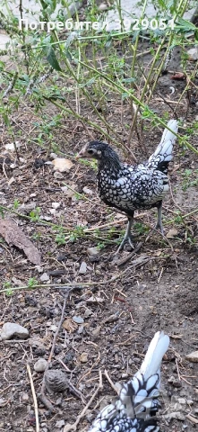 продавам зибрайт, снимка 5 - Кокошки и пуйки - 50125971