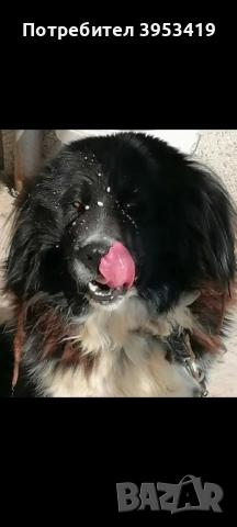 каракачански кученца с доказан произход и качества, снимка 6 - Други - 52137282