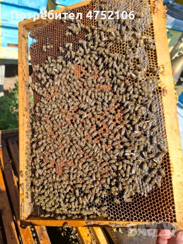 Пчелни майки и отводки от регистриран производител, снимка 2 - Други - 53668503