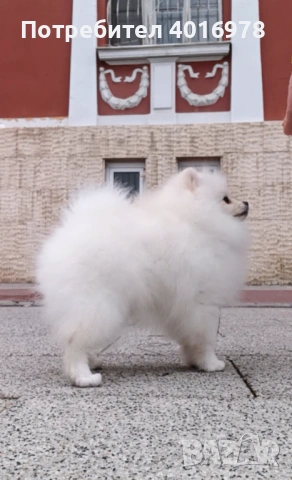 Померан Момче с Родословие , снимка 5 - Померан - 53691852