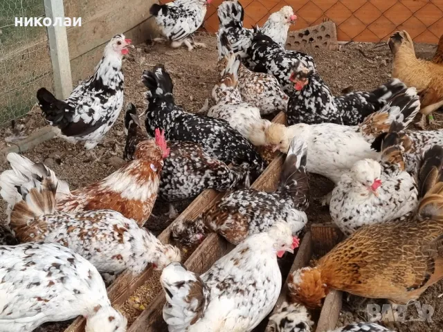 продавам яйца от бреговска джинка, снимка 13 - други­ - 49700485