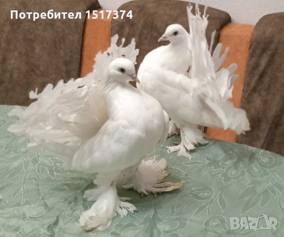 Продавам гълъби, Фенерлии , на капак , с цветни опашки , чисто бели , с гащи , снимка 11 - Гълъби - 34675193