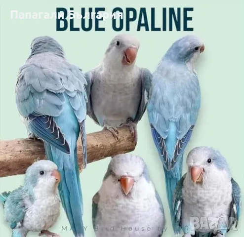 Чифт  Папагали Монах