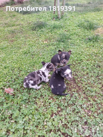 Пинчер мерле, снимка 9 - Пинчер - 53223710