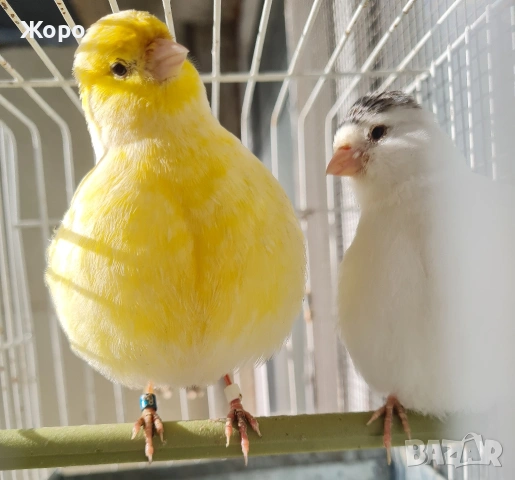 Продавам канари фай фенси , снимка 1 - Канари - 53018067