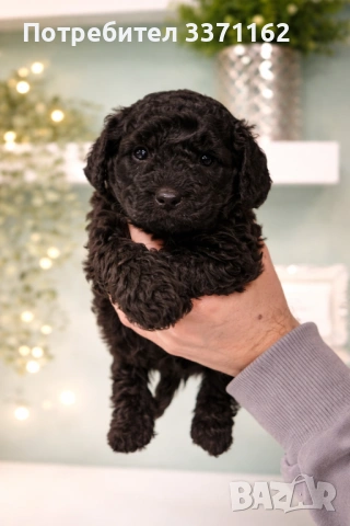 Пудел той , снимка 2 - Пудели - 53829703