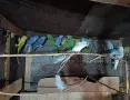 Разнообразие от папагали , снимка 4