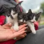 Котета ангорчета , снимка 1