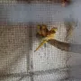 Различни видове екзотични птици , снимка 12