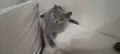 Британски котки, снимка 1