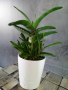 екзотично растение от остров Капри,  Италия, в бяла керамична саксия, снимка 1 - Стайни растения - 44920403
