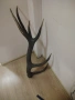 Рог от благороден елен , снимка 4