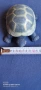 керамична костенурка 🐢 , снимка 3