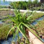 Карекс Айс Данс, Carex morrowii Ice Dance, студоустойчива, вечнозелена, снимка 4