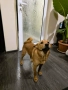 Продавам кученца Shiba Inu, снимка 4
