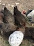 Катунски кокошки и петли , снимка 1 - Кокошки и пуйки - 42398331